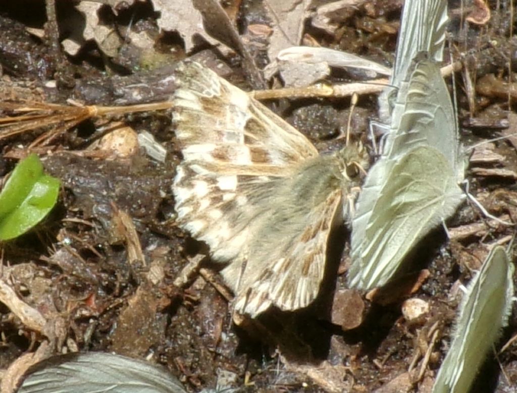 Carcharodus sp.